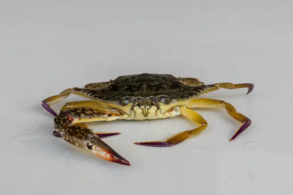 Vue de face du crabe bleu de manne, du crabe de sable. Crabe des fleurs. Portunus — Photo