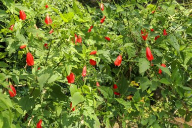 Kırmızı Malvaviscus Arboreus Cav 'e odaklan. Çiçek açıyor.