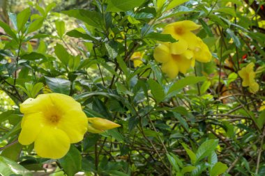 Close up of yellow flower, Golden Trumpet, Allamanda cathartica, clipart