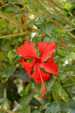Kırmızı Ayakkabı Çiçeği 'nin yüzünü bahçeye çevirin. Hibiscus