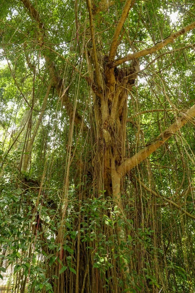 Ficus Elastica covered with long lianas in the rainforest. Rubbe