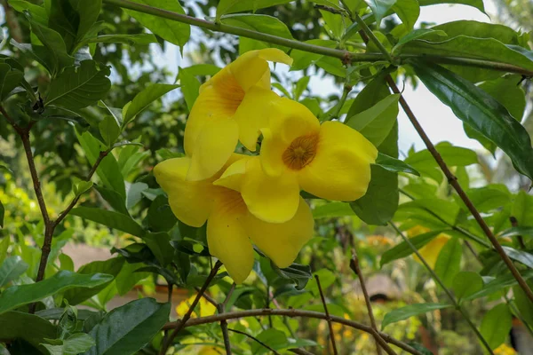 Close-up de flor amarela, Golden Trumpet, Allamanda cathartica , — Fotografia de Stock