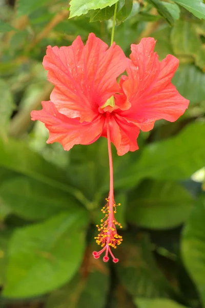 Feche a flor vermelha do sapato de frente para os lados no jardim. Hibisco — Fotografia de Stock