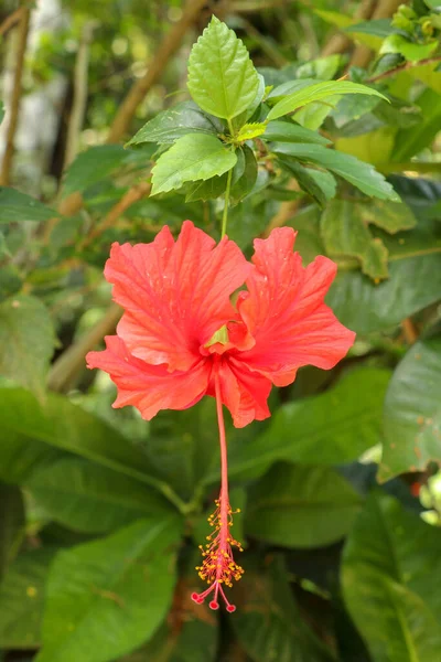 Feche a flor vermelha do sapato de frente para os lados no jardim. Hibisco — Fotografia de Stock