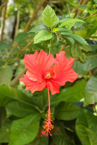 Feche a flor vermelha do sapato de frente para os lados no jardim. Hibisco — Fotografia de Stock