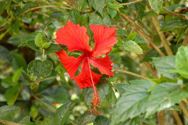 Feche a flor vermelha do sapato de frente para os lados no jardim. Hibisco — Fotografia de Stock