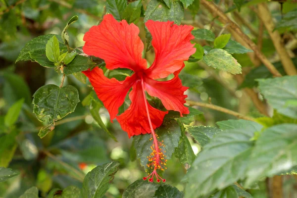 Feche a flor vermelha do sapato de frente para os lados no jardim. Hibisco — Fotografia de Stock