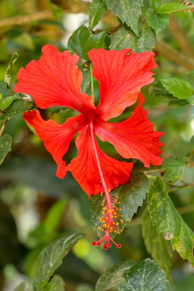 Feche a flor vermelha do sapato de frente para os lados no jardim. Hibisco — Fotografia de Stock