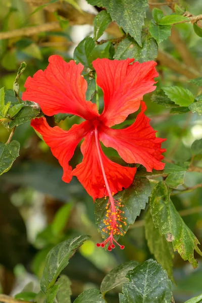 Feche a flor vermelha do sapato de frente para os lados no jardim. Hibisco — Fotografia de Stock