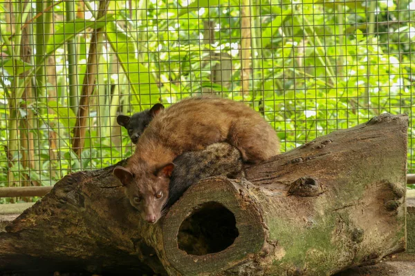 Kopi Luwak.Couple Asian Palm Civet en cage avec boîte en bois de co — Photo