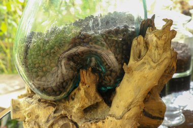 Cam süsleme kavanozunda doğal kahve arap fasulyesi.