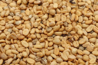 Kopi luwak fasulyelerini güneş ışığı kullanarak kurutma işlemi. Hayır.