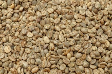 Gün ışığına kadar kahve arap fasulyelerini kurutma süreci. Natu.