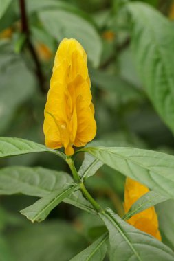 Pachystachys Lut 'ın belirgin sarı yapraklarının yakın çekimi.