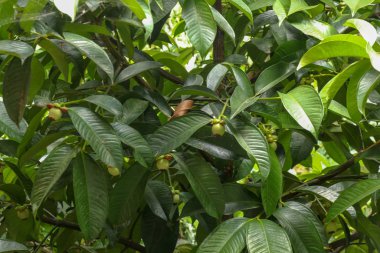 Arap kahvesi olgunlaşmış fasulyeler, taze kahve. Sanayi tarımı