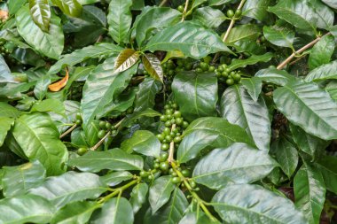 Olgunlaşmış Arabika kahvesi. Arap kahvesi çekirdekleri olgunlaşır.