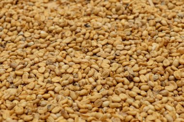 Kopi luwak fasulyelerini güneş ışığı kullanarak kurutma işlemi. Hayır.