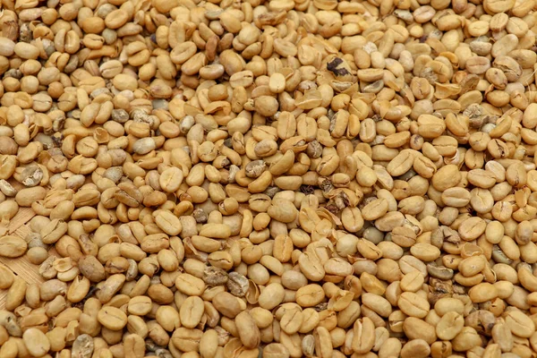 Proces sušení fazolí Kopi luwak pomocí slunečního světla. Na — Stock fotografie