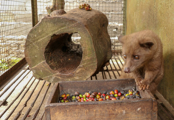 Kopi Luwak. Asian Palm Civet in cage with wooden box of colorful