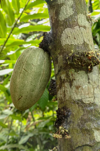 Ramo de cacau com frutas jovens e florescendo. Árvore de chocolate Theob — Fotografia de Stock