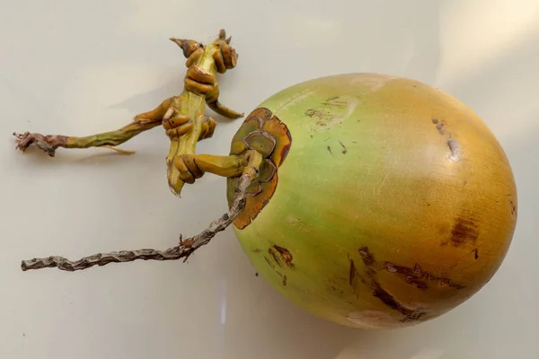 Seitenansicht einer einzigen ganzen Kokosnuss. eine exotische tropische Frucht. frisch — Stockfoto