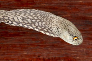 Kral Kobra 'nın yakın plan kafası. Ophiophagus hann 'ın bronzlaşmış derisi