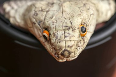 Kral Kobra 'nın yakın plan kafası. Ophiophagus hann 'ın bronzlaşmış derisi