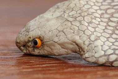 Kral Kobra 'nın yakın plan kafası. Ophiophagus hann 'ın bronzlaşmış derisi