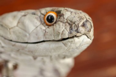 Kral Kobra 'nın yakın plan kafası. Ophiophagus hann 'ın bronzlaşmış derisi