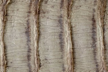 Detail of snake skin belt. A close up of a belt of the most veno clipart