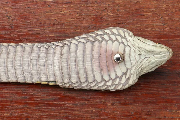 Tanned skin of Ophiophagus hannah. Close up of belt of the most — 스톡 사진