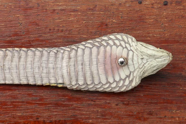 Tanned skin of Ophiophagus hannah. Close up of belt of the most — 스톡 사진