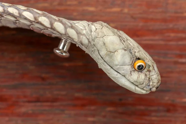 Una cabeza cercana de un rey Cobra. Piel bronceada de Ophiophagus hann —  Fotos de Stock