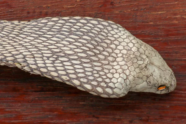 A close up head of a King Cobra. Tanned skin of Ophiophagus hann — 스톡 사진