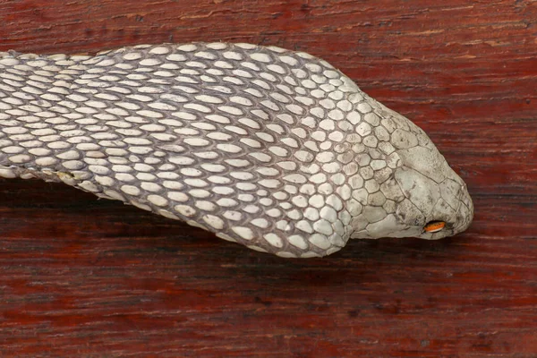 A close up head of a King Cobra. Tanned skin of Ophiophagus hann — Stock Photo, Image