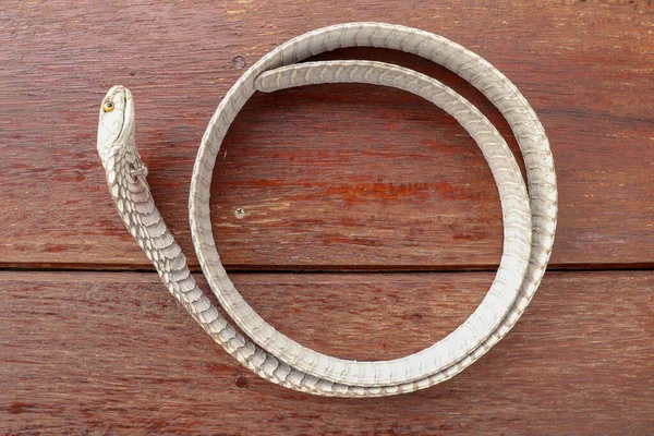 Tanned skin of Ophiophagus hannah. Close up of belt of the most — Stock Photo, Image