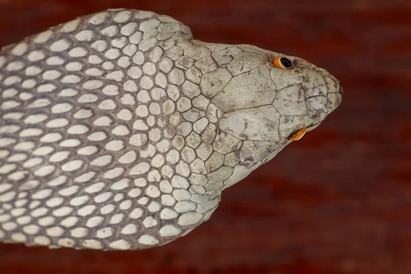 Una cabeza cercana de un rey Cobra. Piel bronceada de Ophiophagus hann —  Fotos de Stock