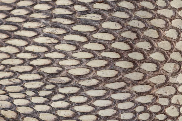 Detail of snake skin belt. A close up of a belt of the most veno — Stock Photo, Image