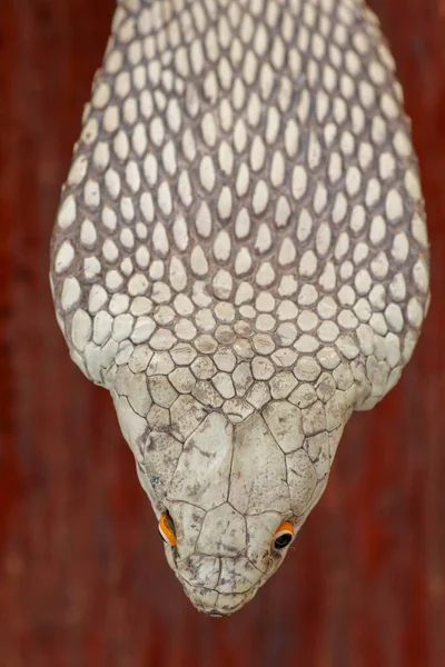 Una cabeza cercana de un rey Cobra. Piel bronceada de Ophiophagus hann —  Fotos de Stock