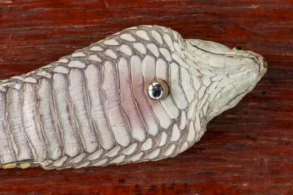 Ein Kopf einer Königskobra in Großaufnahme. gebräunte Haut von ophiophagus hann — Stockfoto