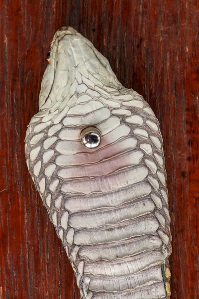 Una cabeza cercana de un rey Cobra. Piel bronceada de Ophiophagus hann —  Fotos de Stock