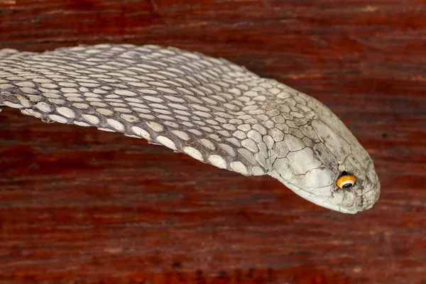 Una cabeza cercana de un rey Cobra. Piel bronceada de Ophiophagus hann —  Fotos de Stock