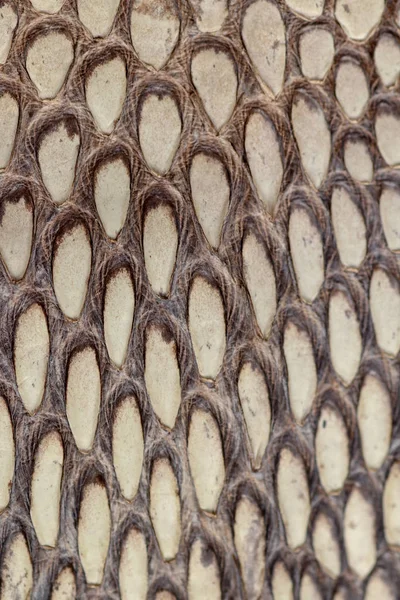 Detail des Schlangenhaut-Gürtels. eine Nahaufnahme eines Gürtels der venösesten Art — Stockfoto