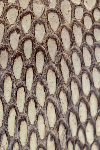 Detail of snake skin belt. A close up of a belt of the most veno — Stock Photo, Image