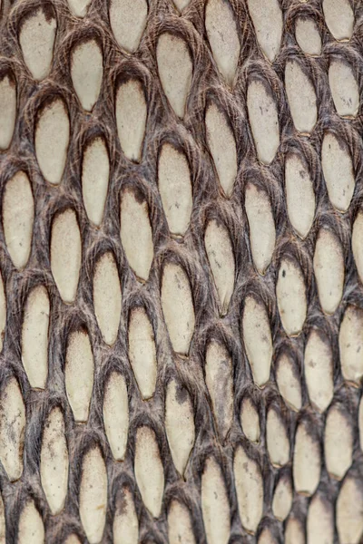 Detail of snake skin belt. A close up of a belt of the most veno — Stock Photo, Image