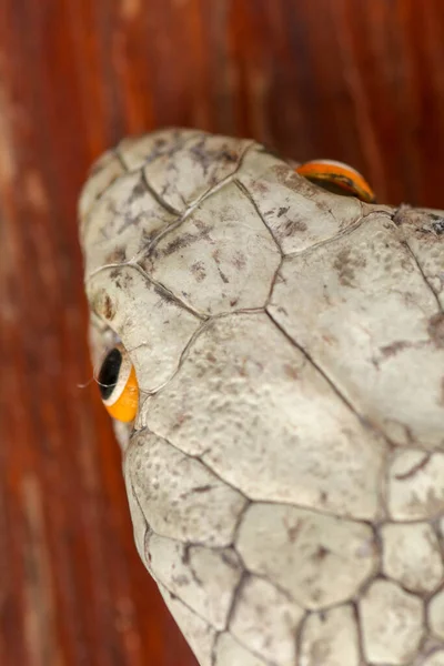 Una cabeza cercana de un rey Cobra. Piel bronceada de Ophiophagus hann —  Fotos de Stock