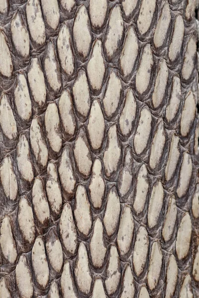 Detail of snake skin belt. A close up of a belt of the most veno — Stock Photo, Image