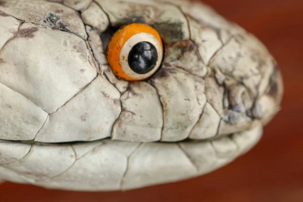 Uma cabeça de perto de um Rei Cobra. Pele bronzeada de Ophiophagus hann — Fotografia de Stock
