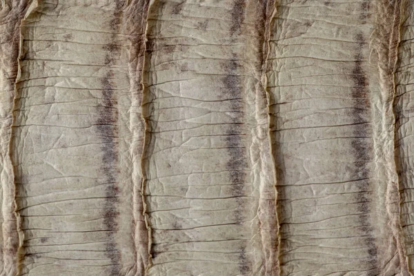 Detalhe do cinto de pele de cobra. Um perto de um cinto do mais veno — Fotografia de Stock