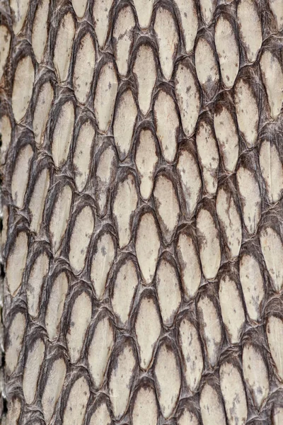Detail of snake skin belt. A close up of a belt of the most veno — Stock Photo, Image